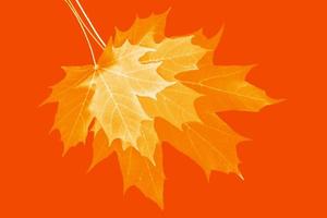 Bright colorful autumn leaves. nature photo