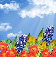 Flowers tulips on a background of blue sky with clouds. photo