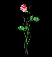 capullos de rosas aislado sobre fondo negro foto