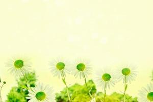 White bright daisy flowers on a background of the summer landscape. photo