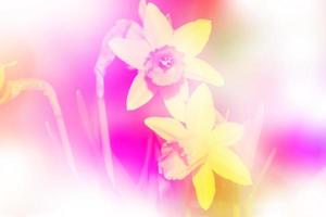 Spring flowers of daffodils. Bright and colorful flowers photo