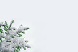 forest in the frost. Winter landscape. Snow covered trees. photo