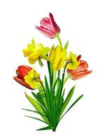 spring flowers tulips isolated on white background. narcissus photo