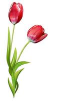 spring flowers tulips isolated on white background photo