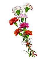 carnation flowers isolated on white background photo