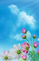 Cosmos flowers on a background of blue sky with clouds photo