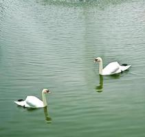 cisne blanco en un estanque foto