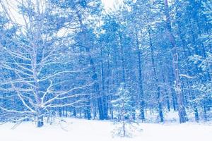 Frozen winter forest with snow covered trees. photo