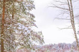 bosque de invierno congelado con árboles cubiertos de nieve. foto