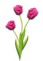 tulips flowers isolated on white background photo