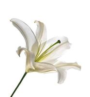 Flower lily isolated on white background. photo