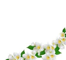 branch of jasmine flowers isolated on white background photo