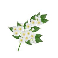 White jasmine flower. photo