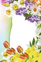 tarjeta de vacaciones de primavera. fondo floral. flores de colores brillantes. foto