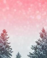 Frozen winter forest with snow covered trees. photo