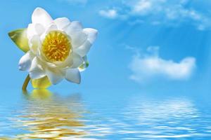 lirio de agua de flor blanca brillante y colorida. foto