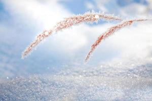 Blurred frozen grass. Winter abstract background. Landscape. photo