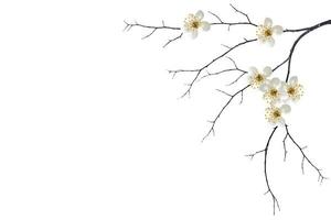 rama floreciente de cerezo aislada en un fondo blanco. foto