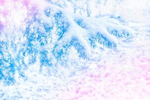 Frozen winter forest with snow covered trees. photo