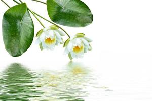 Flower water lily photo