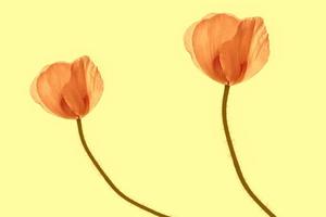 Natural floral background. Bright colorful poppies flowers. photo