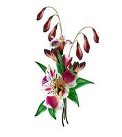 Alstroemeria flowers on white background photo