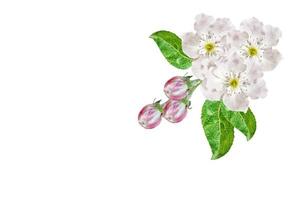 Flowering branch of apple isolated on a white background. Spring photo