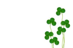 green clover leaves isolated on white background. St.Patrick 's Day photo