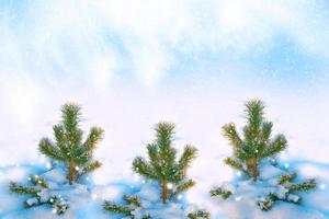 Frozen winter forest with snow covered trees. photo