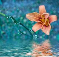 Colorful beautiful flowers lily on the background of the summer landscape. photo