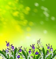 floral background of flowers bluebells photo