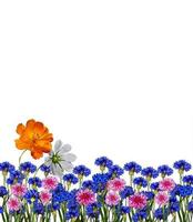 flowers isolated on white background photo