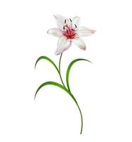 Flower lily isolated on white background. photo