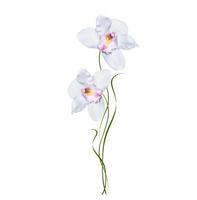 flor de orquídea aislada sobre fondo blanco. foto