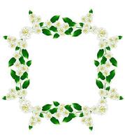 frame of jasmine flowers photo