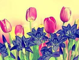 pink yellow tulips and blue irises photo