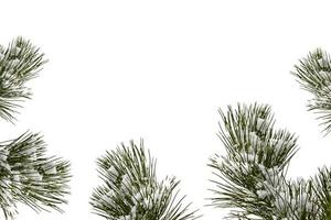 Snow covered trees. fir branch isolated on white background. photo
