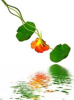 nasturtium flowers isolated on white background photo