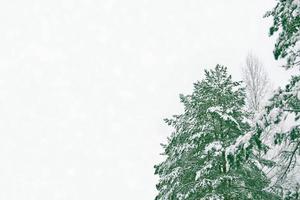 Frozen winter forest with snow covered trees. photo