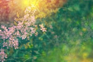 Blossoming branch cherry photo