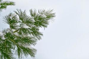 forest in the frost. Winter landscape. Snow covered trees. photo