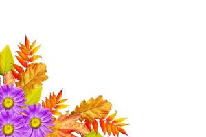 autumn leaves isolated on white background. photo