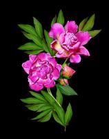 peony flowers isolated on black background photo