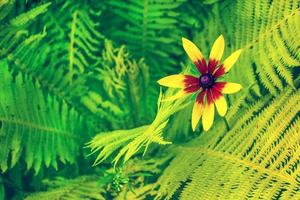 coloridas flores de rudbeckia sobre un fondo del paisaje otoñal foto