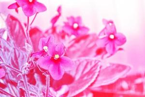 flores violetas brillantes y coloridas de primavera. fondo floral. foto