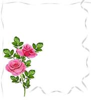 flower buds of roses isolated on white background photo