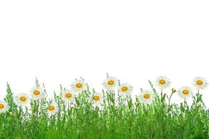 margaritas de flores silvestres. paisaje de verano. flores de manzanilla blanca foto