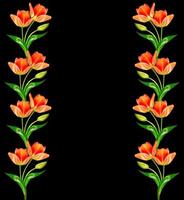 spring flowers tulips isolated on black background. photo