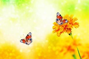 caléndula colorida en el fondo del paisaje de verano. mariposa en una flor foto