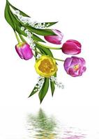 spring flowers tulips isolated on white background photo